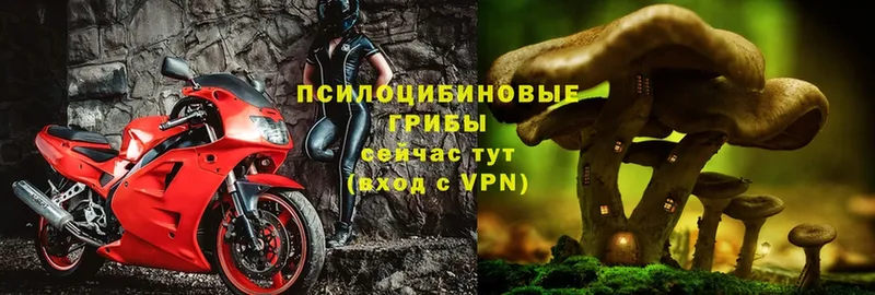 гидра как зайти  купить  сайты  Нефтекумск  Галлюциногенные грибы прущие грибы 